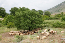 Albania-Central-Albania Family Stay & Clinic